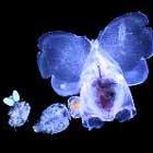 Sous la mer, un monde…, exposition